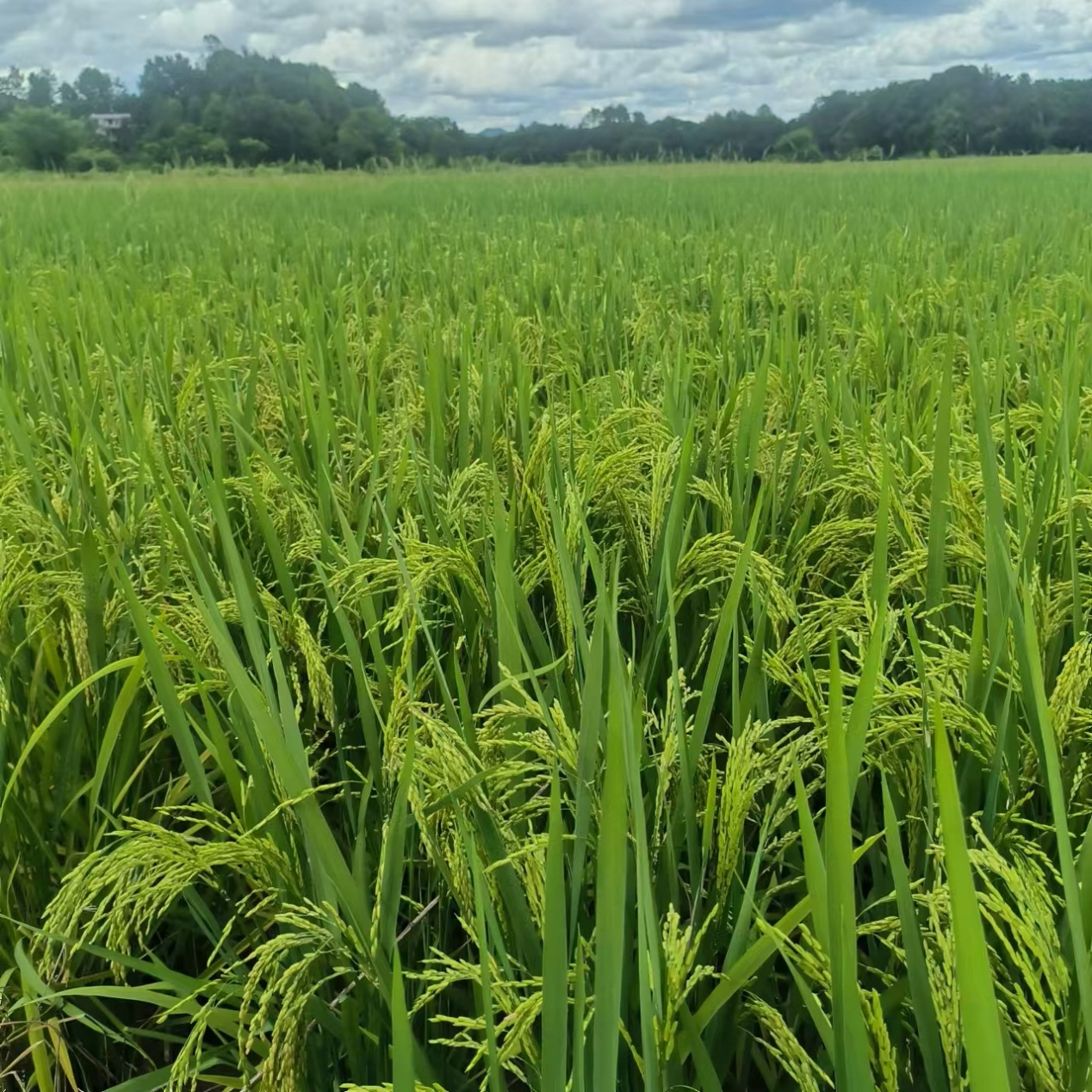 富硒稻田.jpg